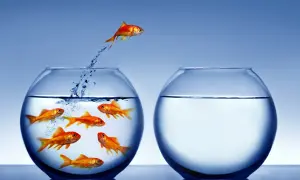 Un pez dorado salta de un acuario lleno a otro vacío, dejando atrás su zona de confort.