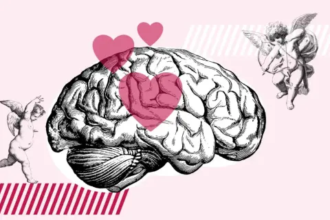 Un cerebro con corazones rosas y cupidos, ilustrando que es enamorarse.