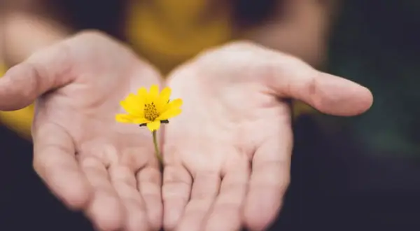Manos abiertas sostienen una flor amarilla, simbolizando el acto de perdonarse a uno mismo y aceptar la belleza interior.