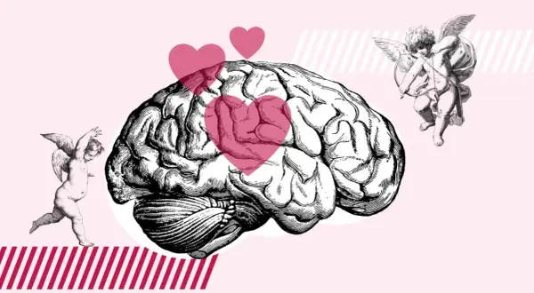 Un cerebro con corazones rosas y cupidos, ilustrando que es enamorarse.