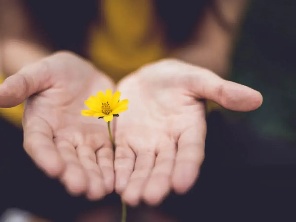 Manos abiertas sostienen una flor amarilla, simbolizando el acto de perdonarse a uno mismo y aceptar la belleza interior.
