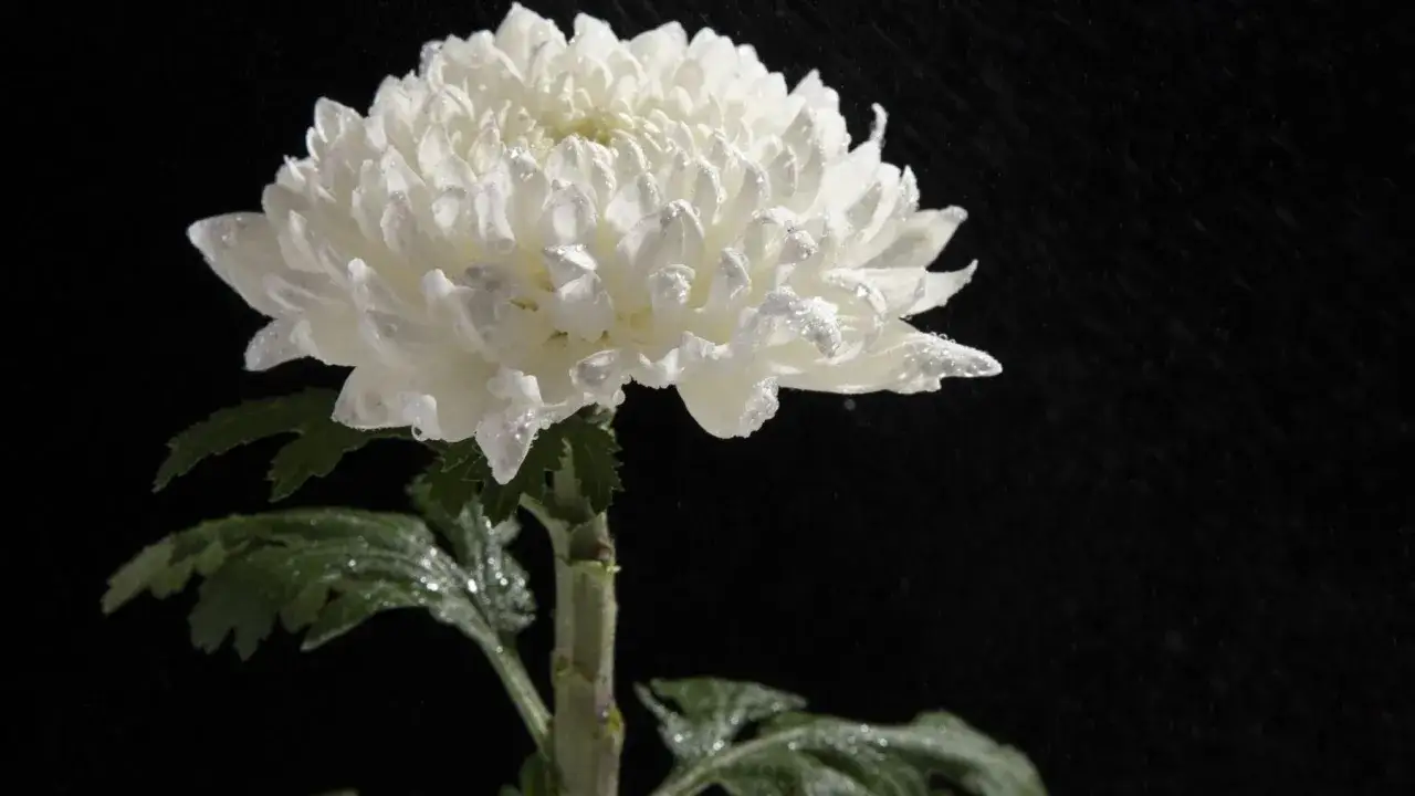 Crisantemo blanco con gotas de agua, evocando bonitas frases de luto y serenidad.
