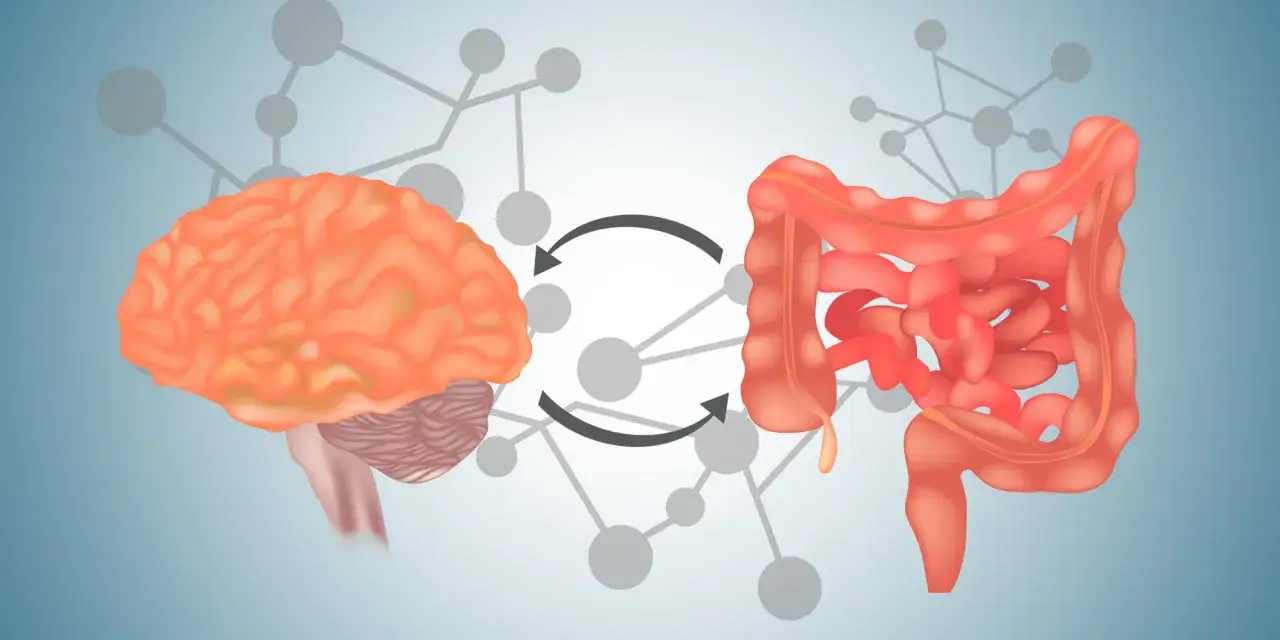 Cerebro e intestinos conectados, ilustrando la relaci&oacute;n entre el estado de &aacute;nimo y la sensaci&oacute;n de vac&iacute;o en el est&oacute;mago.